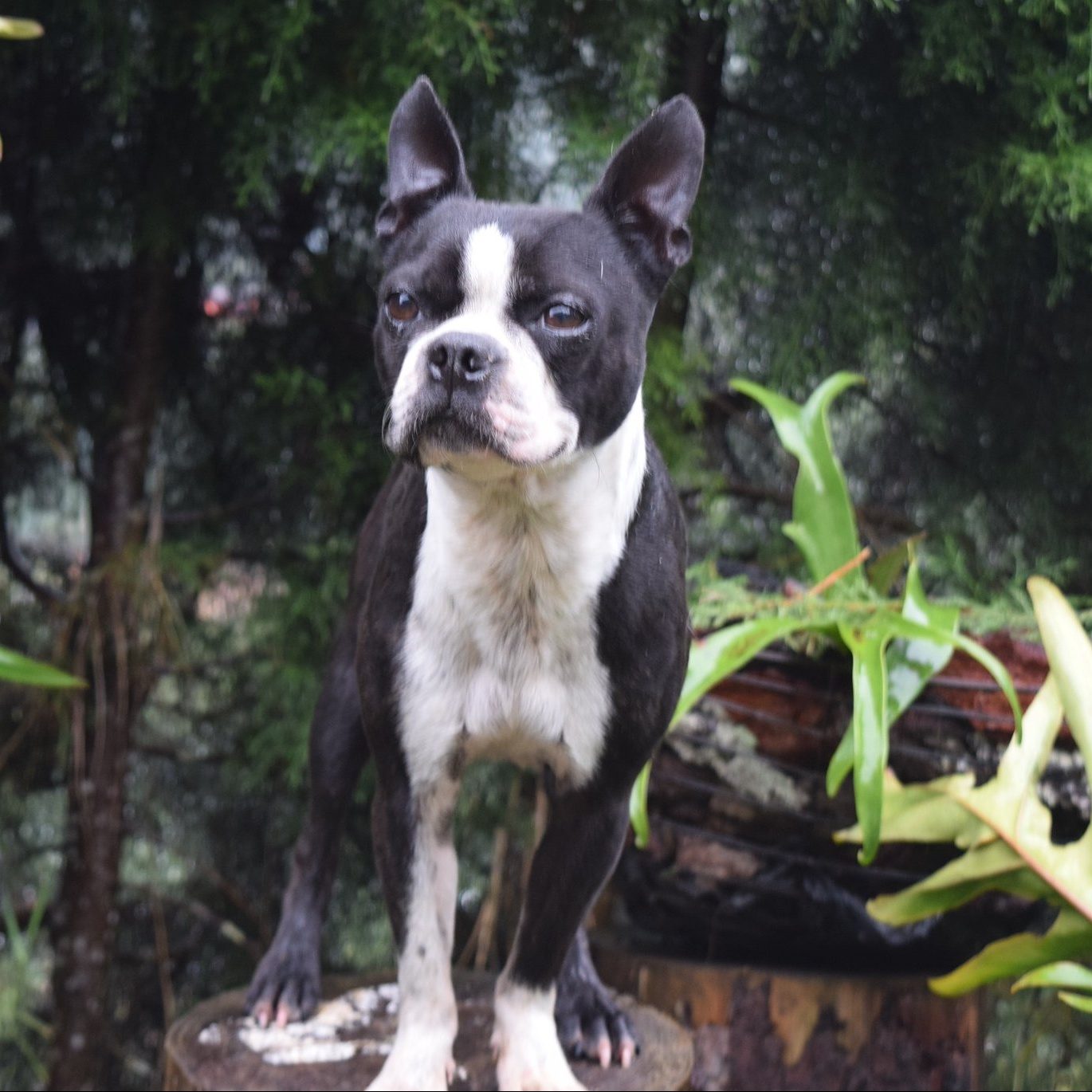 Boston Terrier